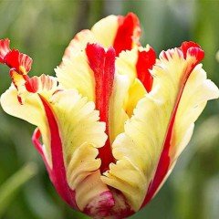 Flamenco Çift Renk Fırfırlı Lale Soğanı (5 adet)