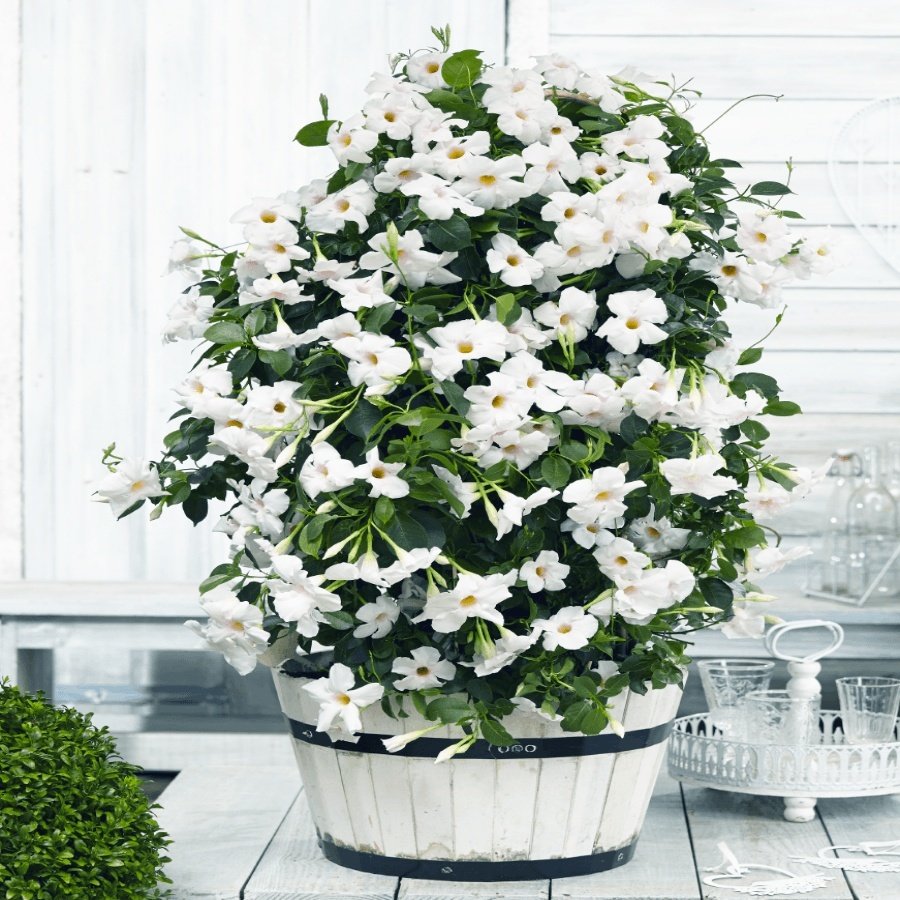 Tüplü Beyaz Renk Mandevilla Çiçeği Fidanı (20-40 Cm)