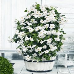 Tüplü Beyaz Renk Mandevilla Çiçeği Fidanı (20-40 Cm)