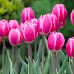 Sweet Rosy Tatlı Pembe Lale Soğanı (5 adet)