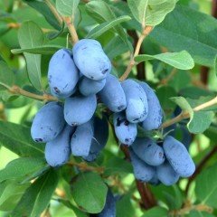 Tüplü Honeyberry Bal Yemişi Fidanı