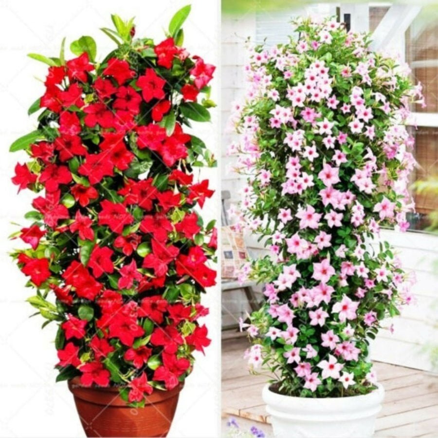 Tüplü Karışık Mandevilla Çiçeği Fidanı 10 Adet (20-40 Cm)