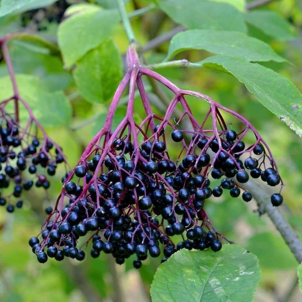 Tüplü Meyve Verme Yaşında Sambucus Nigra Kara Mürver Fidanı