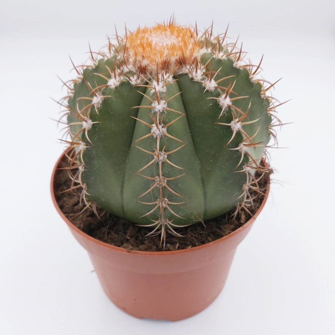 Geniş Şapkalı Melocactus Matanzanus Kaktüs Tohumu (5 Tohum)