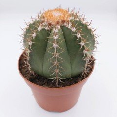 Geniş Şapkalı Melocactus Matanzanus Kaktüs (8'lik Mini Saksıda)