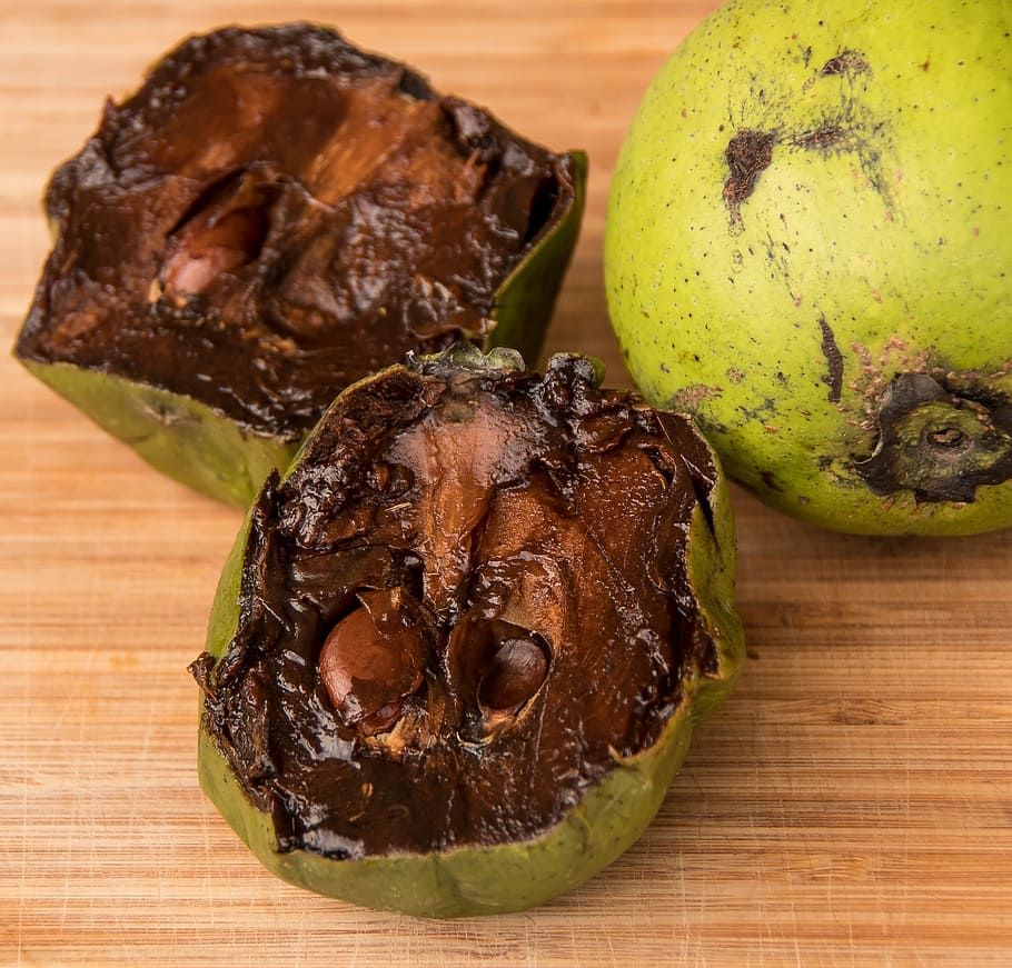 Tüplü Çikolata Meyvesi Black Sapote Ağacı Fidanı(20-40 cm)