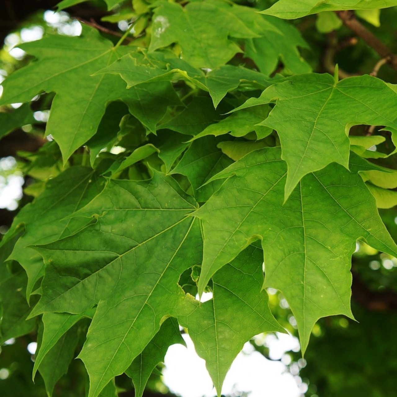 Tüplü Anadolu Çınar Ağacı (Platanus orientalis) Fidanı