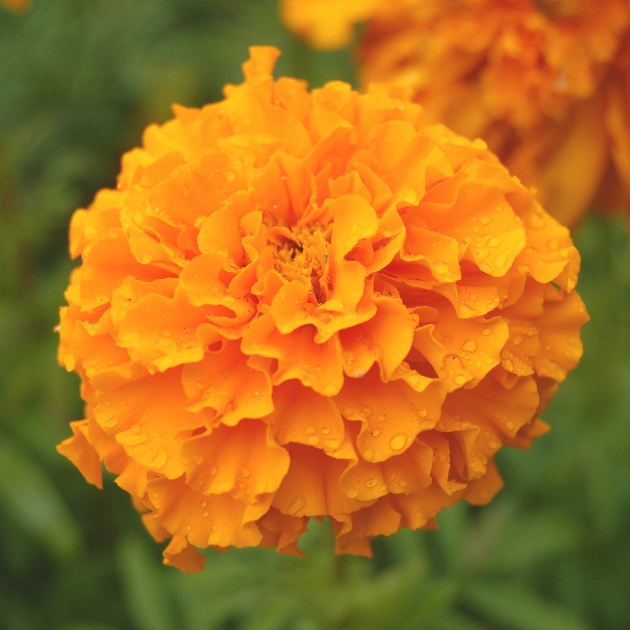 Turuncu Kadife Çiçeği Tohumu Orange Tagetes (50 adet)