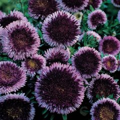Pompon Hi-no-maru Aster Çiçeği Tohumu (50 tohum)