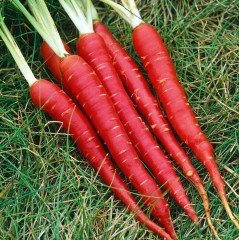 Doğal Kımızı Atomic Red Carrot Havuç Tohumu (50 tohum)
