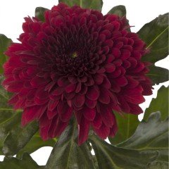 Callistephus Pompon Koyu Kırmızı Aster Çiçeği Tohumu(50 tohum)