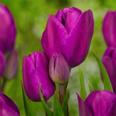 Purple Prince Mor Lale Soğanı (5 adet)