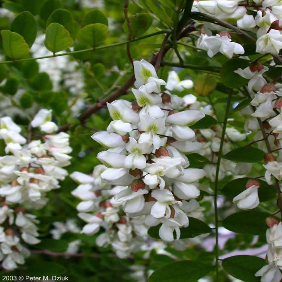 Tüplü Beyaz Çiçekli Akasya (Acacia) Bitkisi Fidanı
