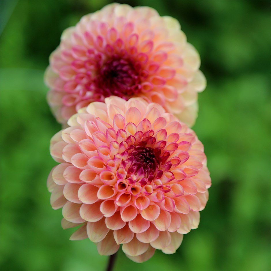 Pompon Red Marble Crimson Aster Çiçeği Tohumu (50 tohum)