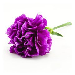 Katmerli Chabaud Violet Karanfil Çiçeği Tohumu (70 Tohum)