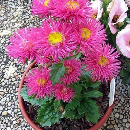 Cazibeli Somon Renkli İğne Çiçekli Aster Çiçeği Tohumu (25 tohum)