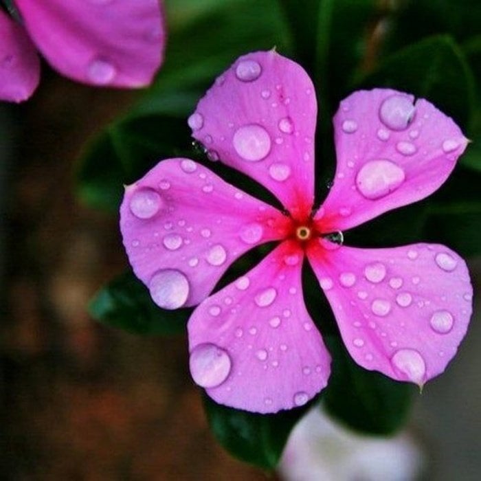 Little Pink Vinca Rosea Rozet Çiçeği Tohumu (20 Tohum)