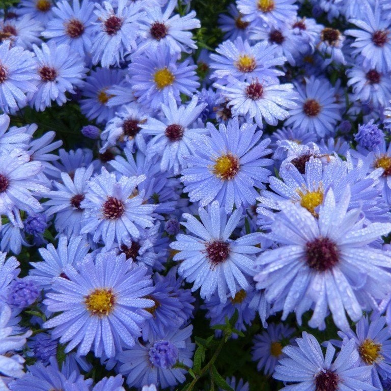 Gökyüzü Mavisi Saksılık Aster Çiçeği Tohumu(100 tohum)