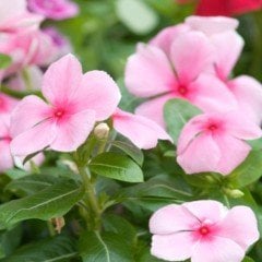 Soft Pink Vinca Rosea Rozet Çiçeği Tohumu (20 Tohum)