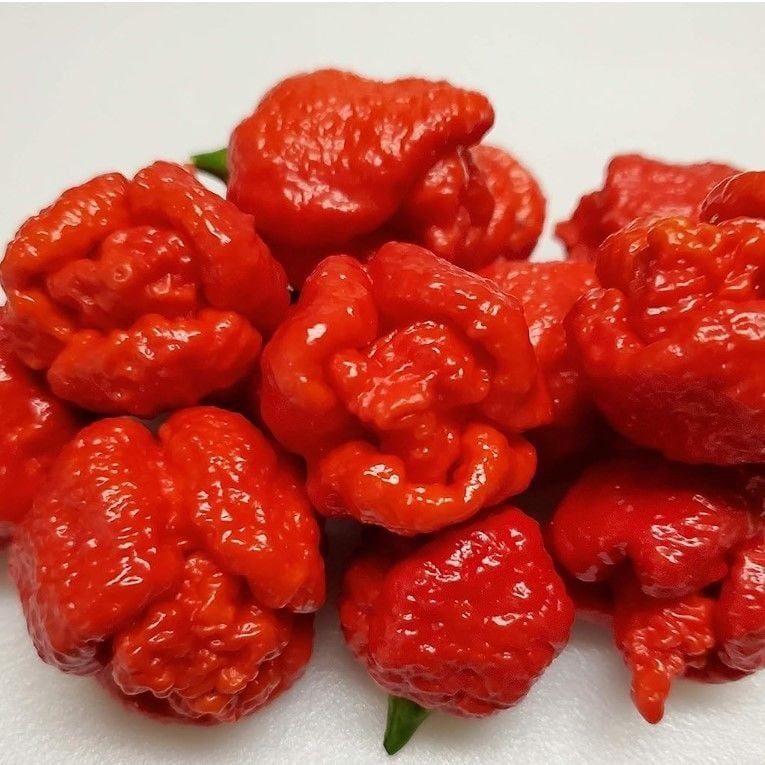 Trinidad Moruga Scorpion Akrep Biber Tohumu Dünyanın En Acı 2. Biberi Tohumu (4 tohum)