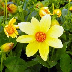 Sarı Renkli Bodur Dahlia Çiçeği Tohumu (80 tohum)