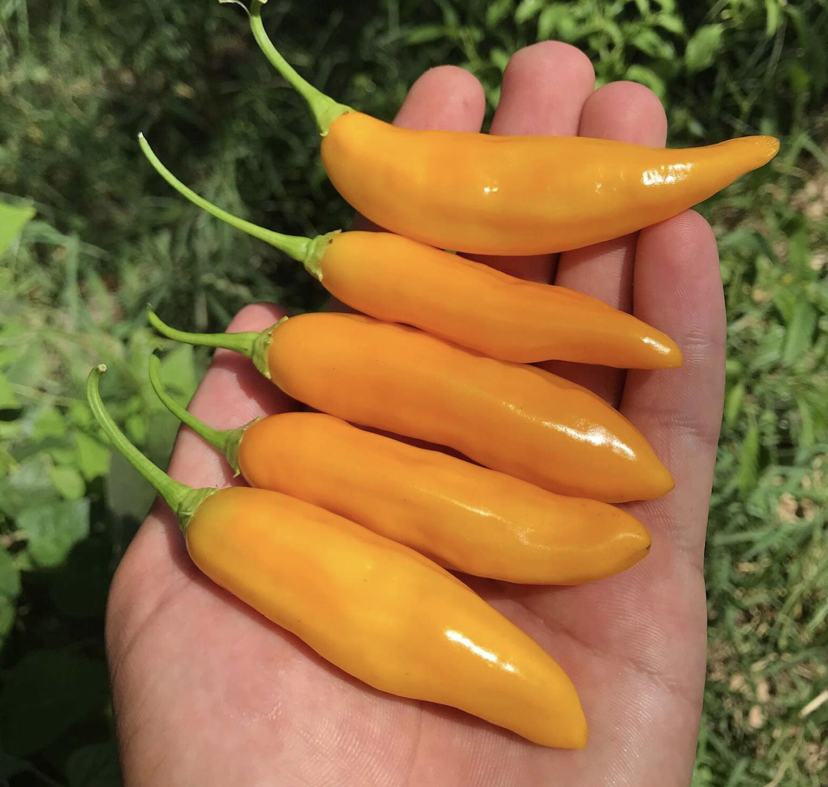 Doğal Geleneksel Aji Cito Çok Acı Biber Tohumu (15 Tohum)