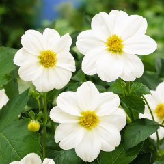 Beyaz Renkli Bodur Dahlia Çiçeği Tohumu (80 tohum)