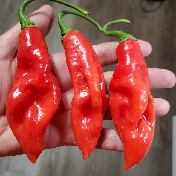 Trinidad Seasoning Biber Tohumu (15 Tohum)