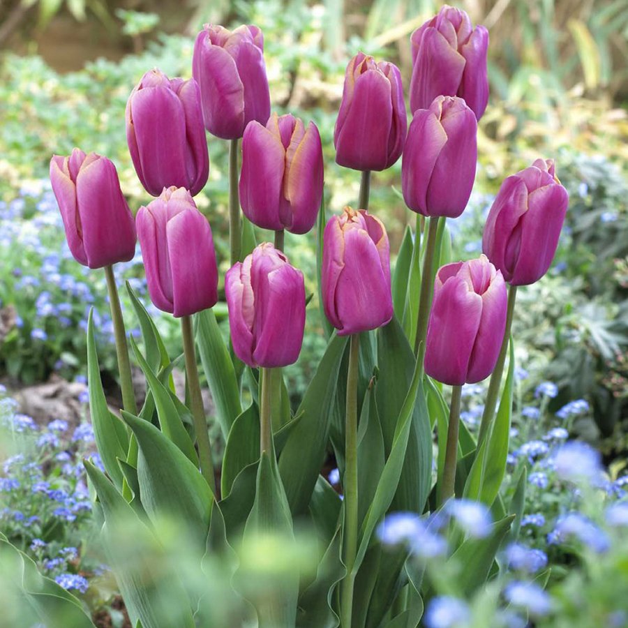 Hollanda Güzeli Holland Beauty Lale Soğanı (5 adet)