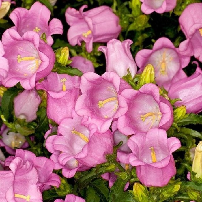 Isabella Campanula Rose Pink Çan Çiçeği Tohumu (100 tohum)