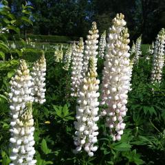 Beyaz Acı Bakla Çiçeği Tohumu White Lupinus (30 Tohum)