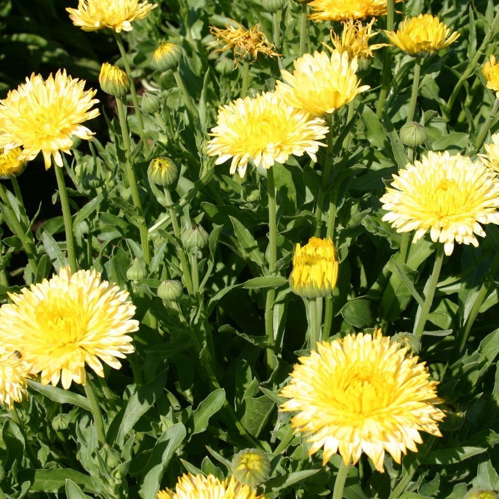Açık Sarı Aynısafa Çiçeği Tohumu(50 tohum)