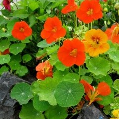 Tropaeolum Single Apricot Latin Çiçeği Tohumu (10 adet)