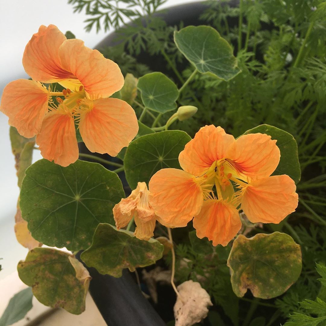 Tropaeolum Peach Melba Latin Çiçeği Tohumu (10 adet)