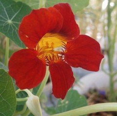 Lüle Latin Çiçeği Tohumu (10 tohum)