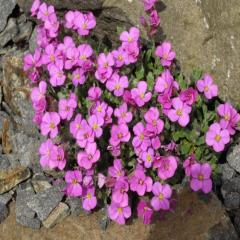 Pink Rose Aubrieta Pembe Obrizya Çiçeği Tohumu (50 tohum)