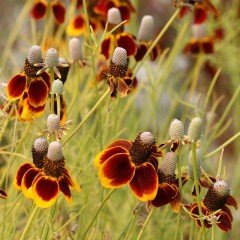 Kırmızı Sarı Bodur Ratibida Çiçeği Tohumu(100 tohum)