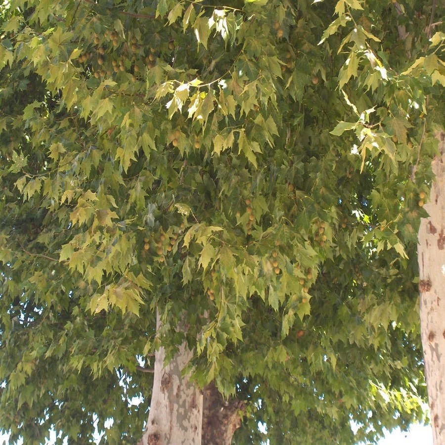 Tüplü Çınar Ağacı Platanus Fidanı-(200-300 cm)