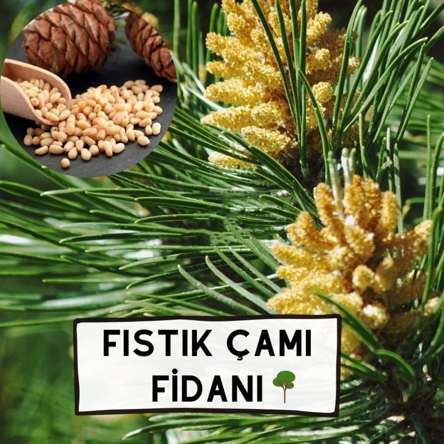 Tüplü Fıstık Çamı Ağacı Fidanı