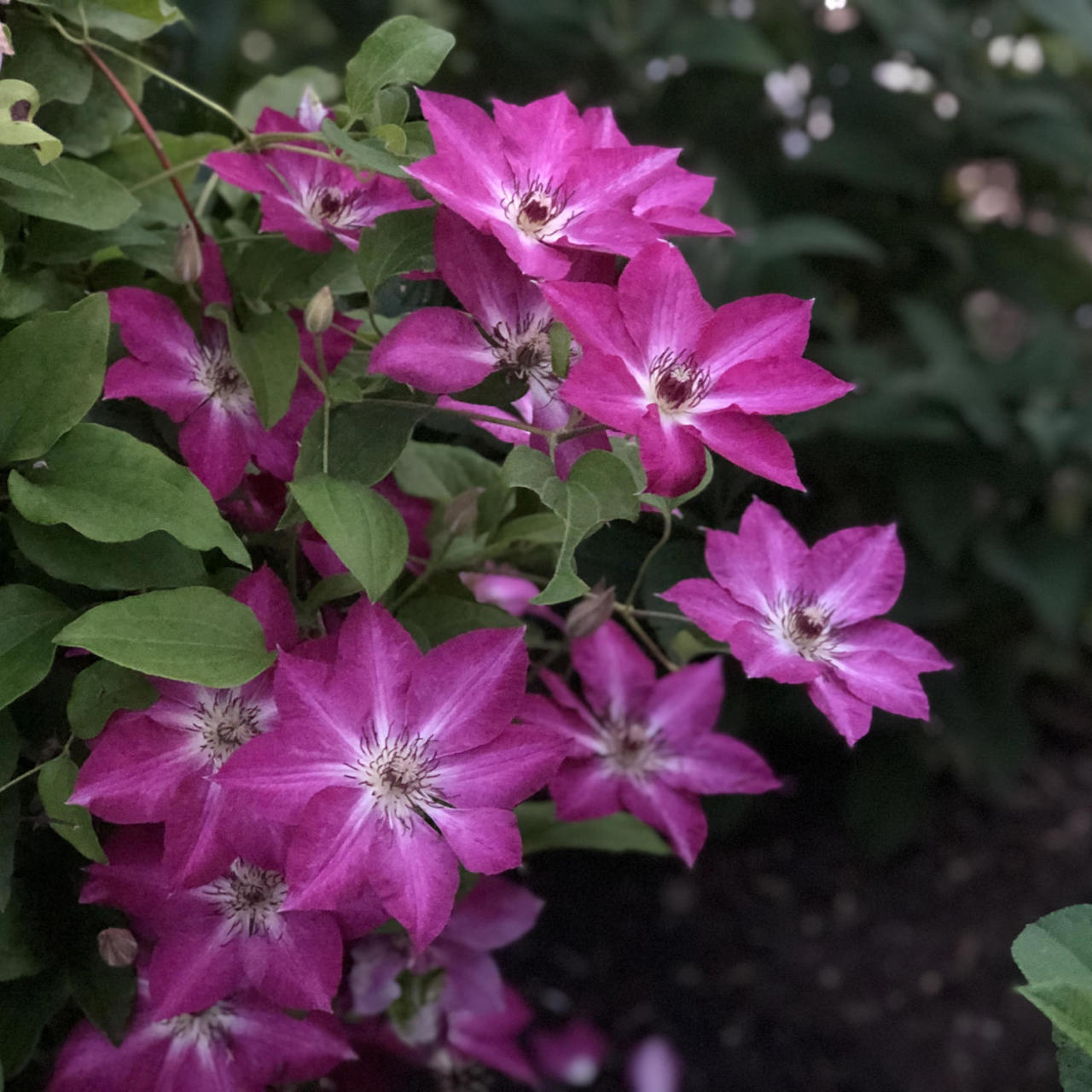 Tüplü Clematis Viva Polonia Flowers Fidanı