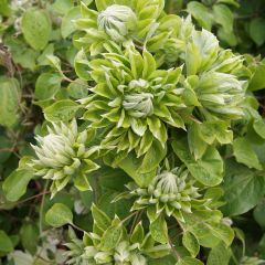 Tüplü Clematis Sen No Kaze  Flowers Fidanı