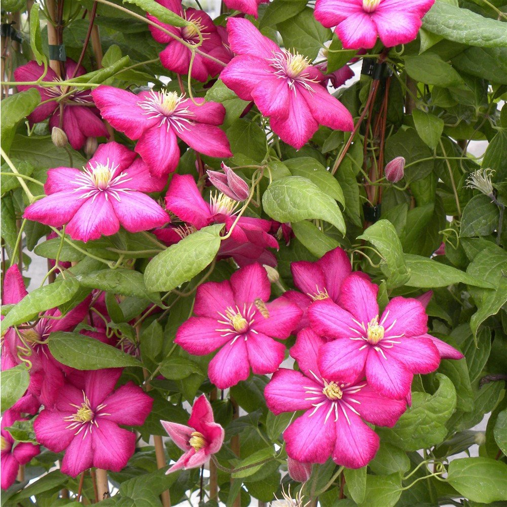 Tüplü Clematis Rouge Cardinal  Flowers Fidanı