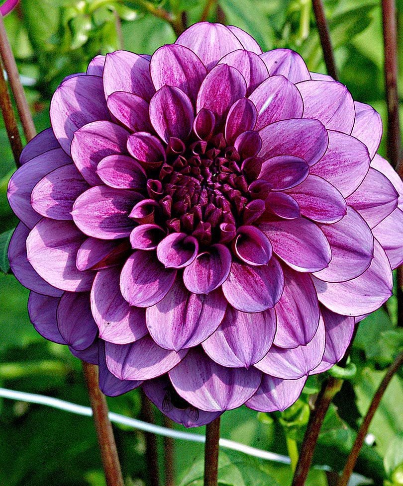 Dahlia Çiçekli Dream Rosy Mor Zinya Çiçeği Tohumu(40 tohum)