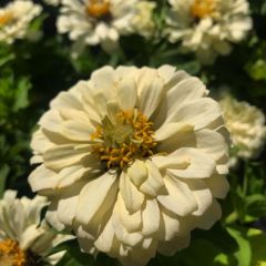 Dahlia Çiçekli Krem  Zinya Çiçeği Tohumu(40 tohum)