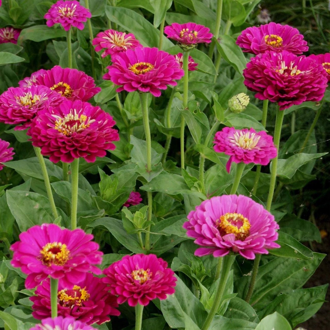 Dahlia Çiçekli Violet Quen Zinya Çiçeği Tohumu(40 tohum)