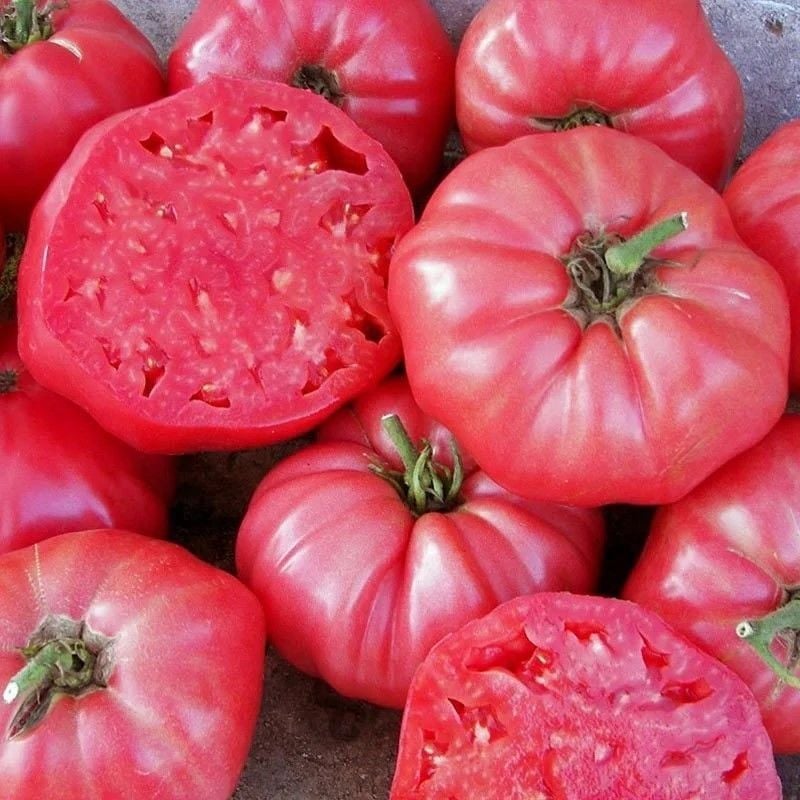 Doğal Kahvaltılık Sofralık Ege Pembesi Domatesi Tohumu (20 tohum)