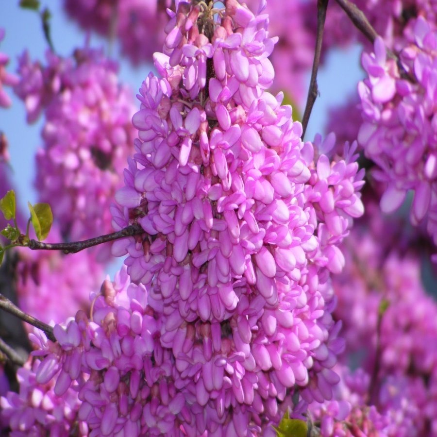 Tüplü Pembe Çiçekli Erguvan Ağacı Fidanı