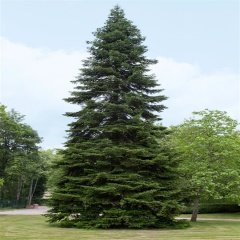 Tüplü Doğu Karadeniz Göknar Ağacı Fidanı(150-200 cm)