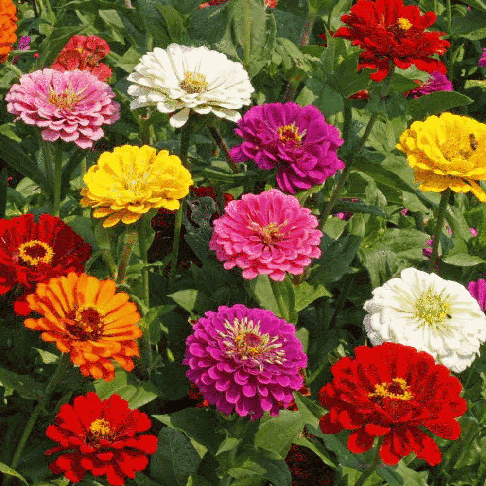 Karışık Renkli Dev Kaliforniya Zinya Çiçeği(Kirli Hanım) Tohumu(40 tohum)