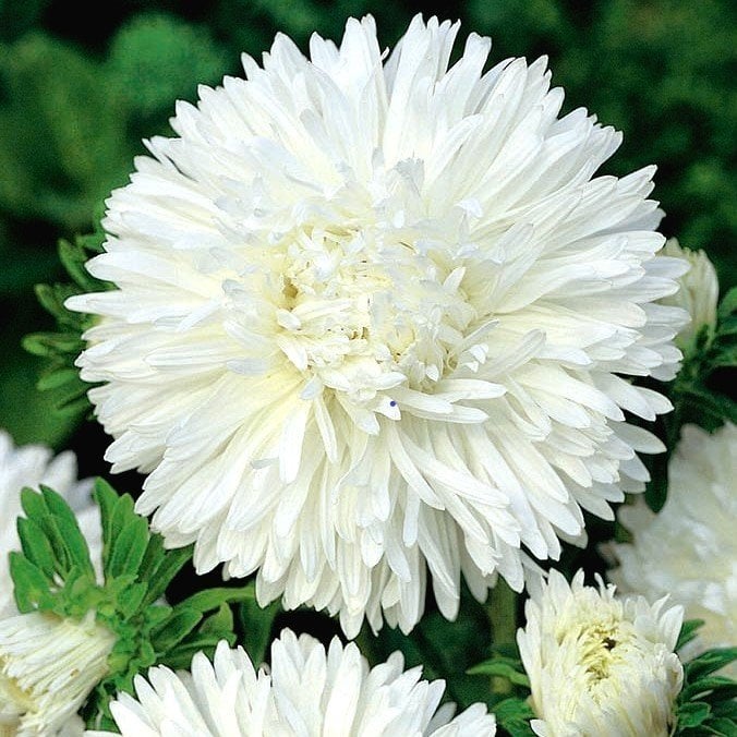 Bellis Perennis Beyaz Ponpon İngiliz Çayır Papatyası Çiçeği Tohumu(100 tohum)